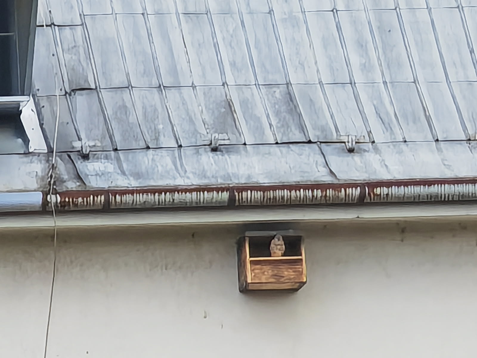 V boji s holubmi nám pomáhajú sokoly